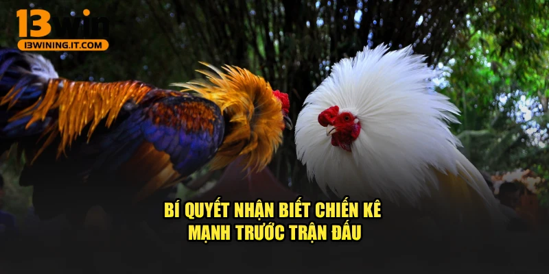 Bí quyết nhận biết chiến kê mạnh trước trận đấu