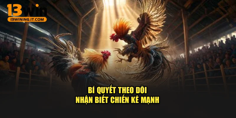 Bí quyết theo dõi nhận biết chiến kê mạnh 