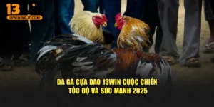Đá Gà Cựa Dao 13WIN – Cuộc Chiến Tốc Độ Và Sức Mạnh 2025
