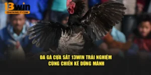 Đá Gà Cựa Sắt 13WIN – Trải Nghiệm Cùng Chiến Kê Dũng Mãnh