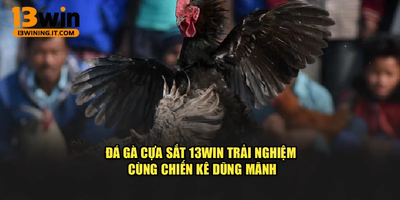 Đá Gà Cựa Sắt 13WIN – Trải Nghiệm Cùng Chiến Kê Dũng Mãnh