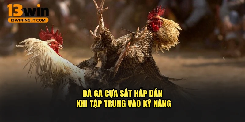 Đá gà cựa sắt hấp dẫn khi tập trung vào kỹ năng