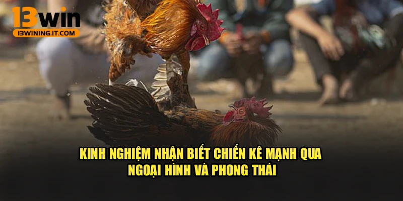 Kinh nghiệm nhận biết chiến kê mạnh qua ngoại hình và phong thái