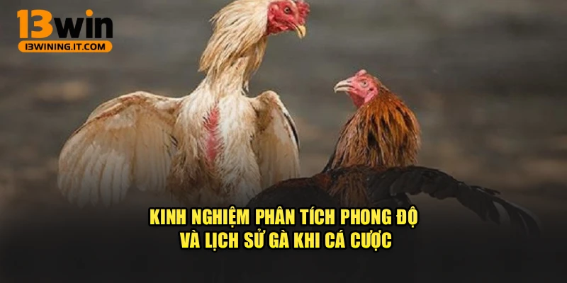 Kinh nghiệm phân tích phong độ và lịch sử gà khi cá cược
