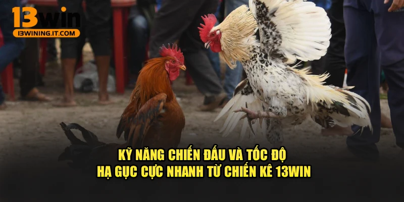 Kỹ năng chiến đấu và tốc độ hạ gục cực nhanh từ chiến kê 13WIN