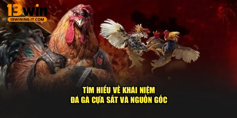 Tìm hiểu về khái niệm đá gà cựa sắt và nguồn gốc