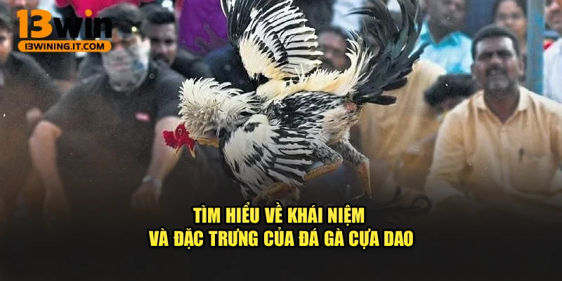 Tìm hiểu về khái niệm và đặc trưng của đá gà cựa dao