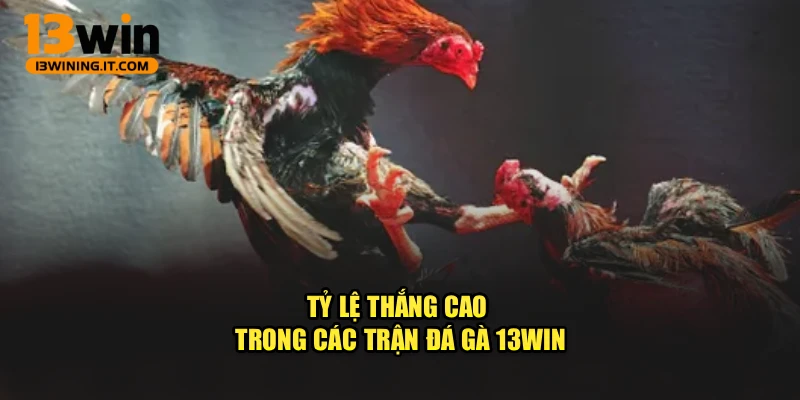 Tỷ lệ thắng cao trong các trận đá gà 13WIN